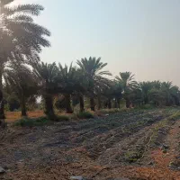 یک-هکتار-زمین-باغی
