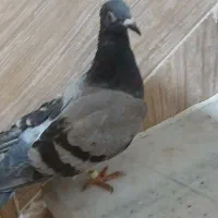 کبوتر ساده سنگی و یک عدد سبز آلمانی|پرنده|مینودشت, |دیوار