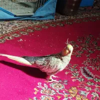 قناری جوجه ریزه سرخ