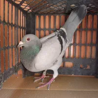 کبوتر مسافتی و پلاکی