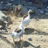 فروش یک جفت غاز