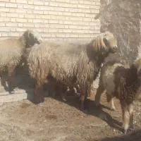 قوچ|حیوانات مزرعه|دهدشت, |دیوار