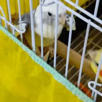 عروس هلندی نر آلبینو دوکت