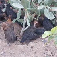 جوجه مرغ رسمی|حیوانات مزرعه|یزد, |دیوار