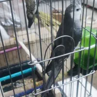 عروس هلندی مولد|پرنده|همدان, |دیوار