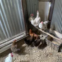 مرغ گلین،تخم گذار