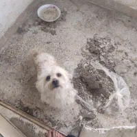 سگ تریر««ف واگذاری فوری»»