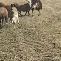 قوچ پلنگی|حیوانات مزرعه|خنداب, |دیوار