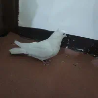 کفتر سفید اراکی