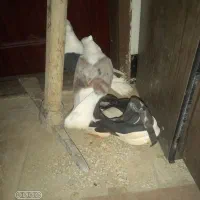 کبوتر پشتی|پرنده|جغتای, |دیوار