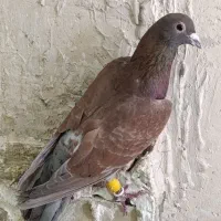 شامی موشی کله کود جوجه قعره یهودی عروس هلندی