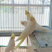 آموزش صفر تا صد عروس هلندی