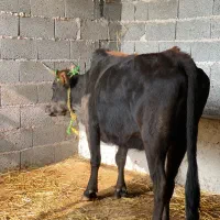 گاو شکم دار ۸ ماه جوان درشت|حیوانات مزرعه|ماسال, |دیوار