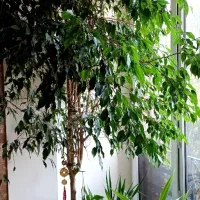 درخت بنجامین
