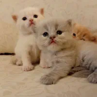 گربه اسکاتیش