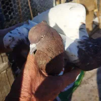 کبوتر|پرنده|ایلخچی, |دیوار