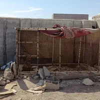 قفس|لوازم جانبی حیوانات|اردبیل, |دیوار