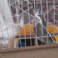 عروس هلندی اورجینال مولد