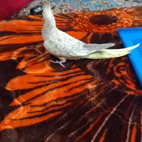 جفت مرغ عشق ریمبوی بایک عدد عروس هلندی گل باقلای|پرنده|اهواز, دغاغله|دیوار