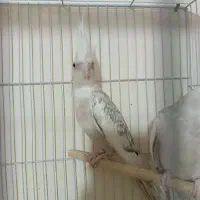 عروس هلندی ایزابلا