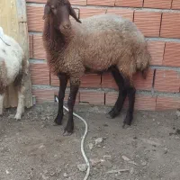 فروش توقلی|حیوانات مزرعه|آق قلا, |دیوار