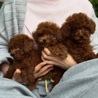 توله سگ Dog توی پودل ۶۵ روز وارداتی رد red دارک رد