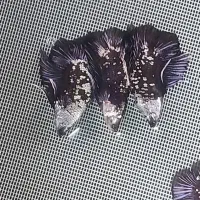 فروش تک و عمده فایتر|ماهی|رشت, گلسار|دیوار