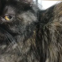 سوپرفلت ماده اساله|گربه|اردبیل, |دیوار