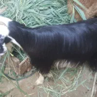 یک عدد بوز ماد جوان فروشی|حیوانات مزرعه|بندر امام خمینی, |دیوار