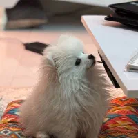 پامرانین نژاددار اصل اوکراینی|سگ|تهران, نیاوران|دیوار