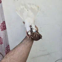 کفتر دم سفید