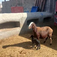 بره ومیش وشیشک