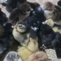 جوجه مرغ و اردک محلی