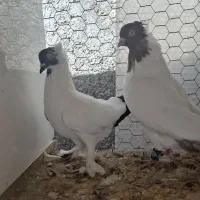 کفتر انگلیسی نر و مایه