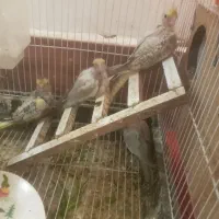 ۴تا جوجه عروس تقریبا دون خور شدن|پرنده|سبزوار, طبرسی (جعفرآباد)|دیوار