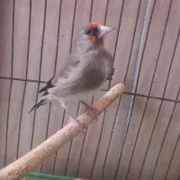 سهره معاوضه دارم با قناری نر