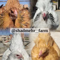 جوجه برهما لایت پاتریچ لمون بلک