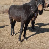 قاطرنر18ماهه آخته شده