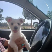 واگذاری سگ شیتزو