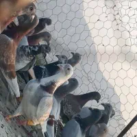 پرنده|پرنده|برازجان, |دیوار