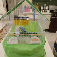 یک جفت مرغ عشق بالغ