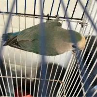 فروش یا تعویض کوتوله سخنگو نر بالغ مست مست