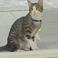 گربه نر dsh. عقیم شده
