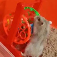 همستر چشم قرمز