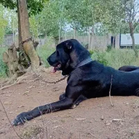 سرابی 14 ماهه نر