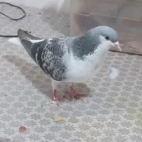 کفتر‌ساده‌