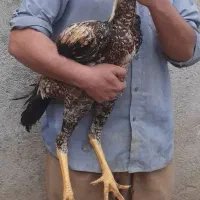 جوجه خروس لاری