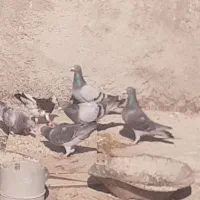 کفتر|پرنده|نورآباد ممسنی, |دیوار