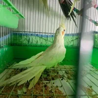 عروس هلندی ماده