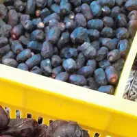 فروش خرما درجه یک.